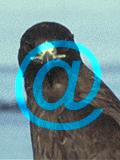 orzel