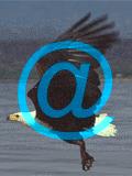 orzel